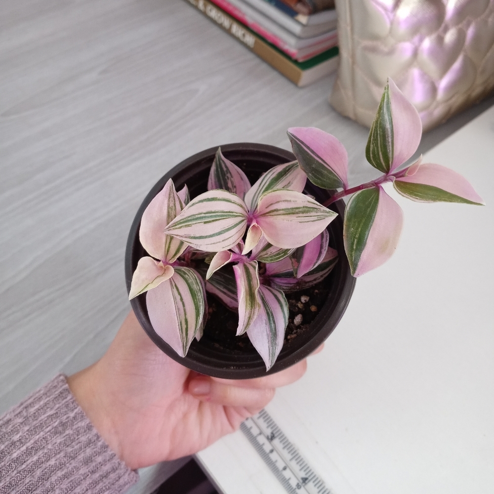 Tradescantia Fluminensis Tricolor